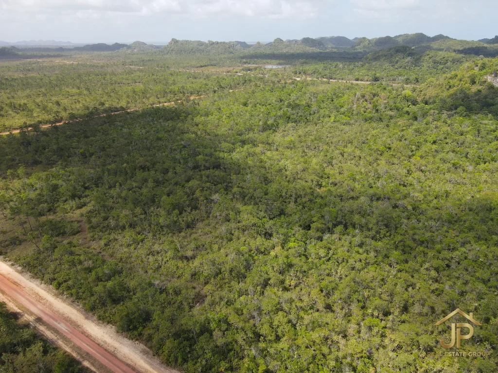 jungle land for sale in Belize – Coastal Road view – JP Real Estate Group