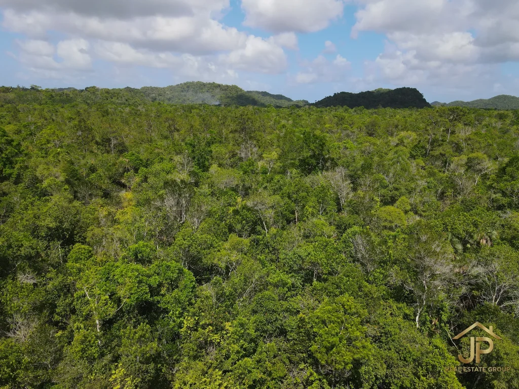 jungle land for sale in Belize – Coastal Road view – JP Real Estate Group
