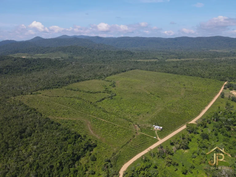 citrus farm for sale in Belize – aerial view of orange grove in Mayflower Region – JP Real Estate Group