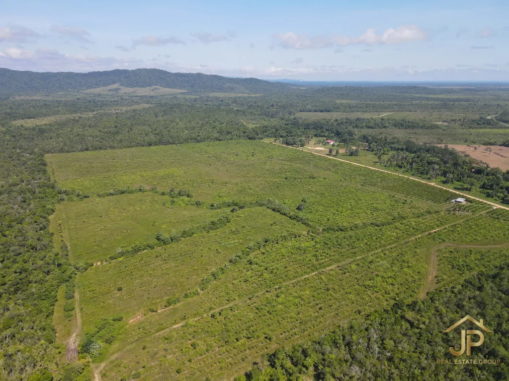 citrus farm for sale in Belize – rows of established orange grove – JP Real Estate Group