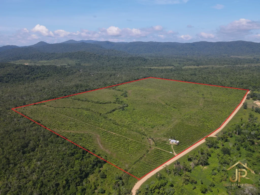 citrus farm for sale in Belize – drone view of 135-acre estate on Bocawina Road – JP Real Estate Group