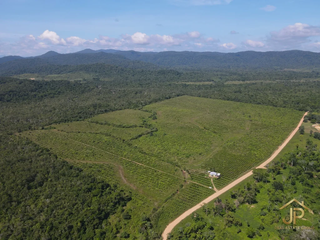 citrus farm for sale in Belize – caretaker home on-site – JP Real Estate Group