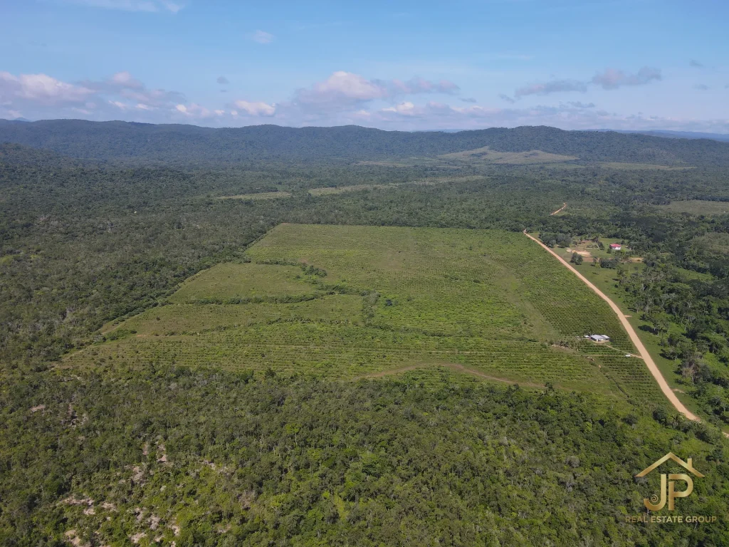 citrus farm for sale in Belize – lush citrus canopy from above – JP Real Estate Group