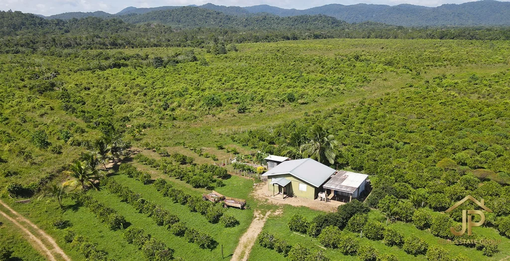 citrus farm for sale in Belize – Maya Mountains backdrop of Bocawina estate – JP Real Estate Group