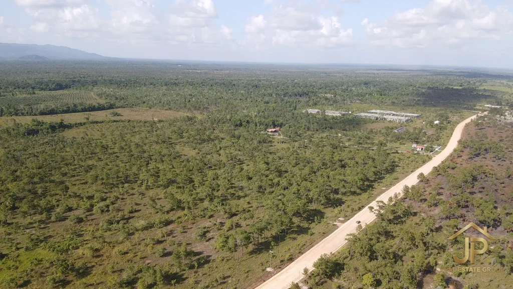 mature pine trees on 23 acres for sale near Placencia Belize - JP Real Estate Group