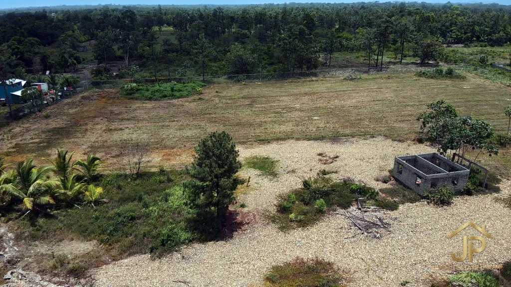 Coconut palms and open acreage on the 5-acre Santa Cruz property