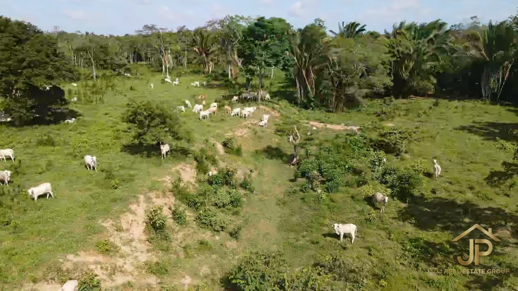 cattle herd on Red Bank riverfront ranch - JP Real Estate Group