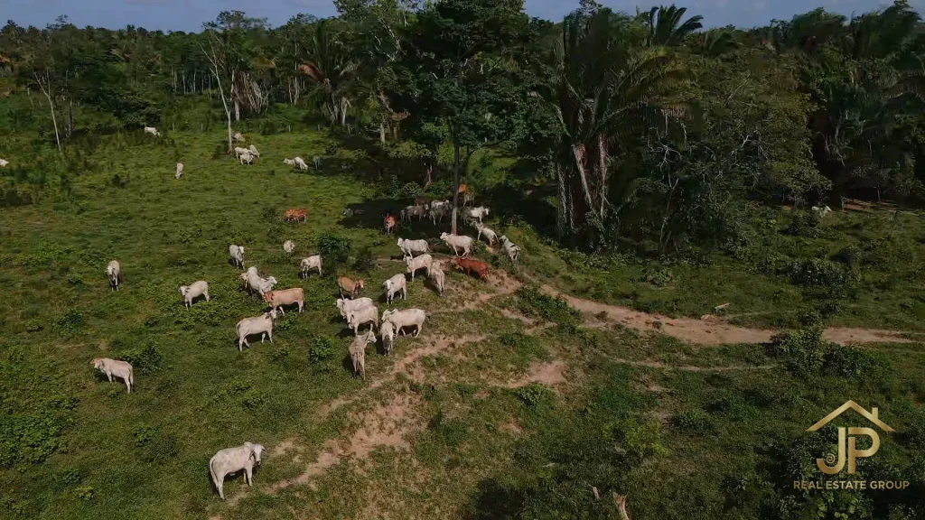 livestock pasture on 202-acre Belize farm - JP Real Estate Group