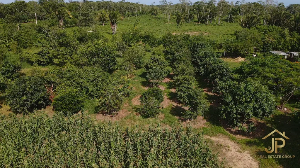 citrus and mixed fruit trees on Belize ranch - JP Real Estate Group