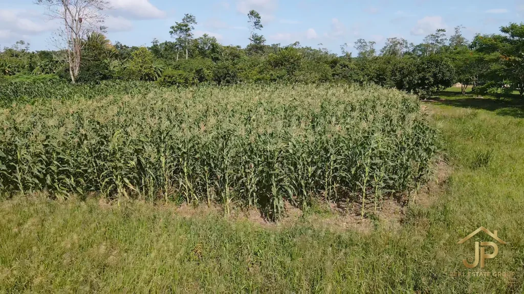 cultivated field on 202-acre Stann Creek farm - JP Real Estate Group