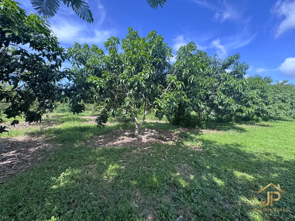mature fruit tree on Red Bank agricultural estate - JP Real Estate Group